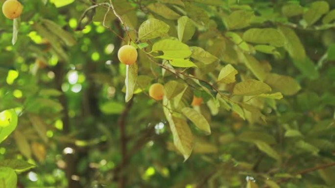 印度果阿。年轻的绿色肉豆蔻果实长在树上