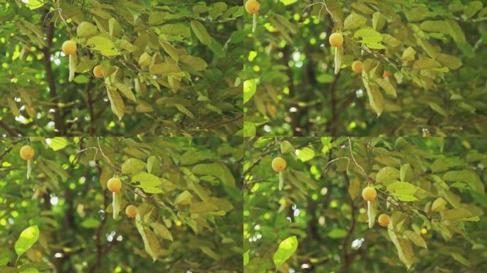 印度果阿。年轻的绿色肉豆蔻果实长在树上