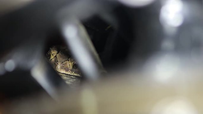 弗格森的蟾蜍 (Bufo fergusonii) 在过去施耐德的 (矮人) 蟾蜍 (duttapry