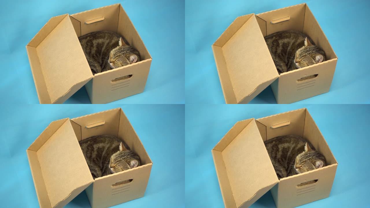 一只英国猫坐在一个打开的纸箱里睡觉。蓝色背景上有宠物的盒子。