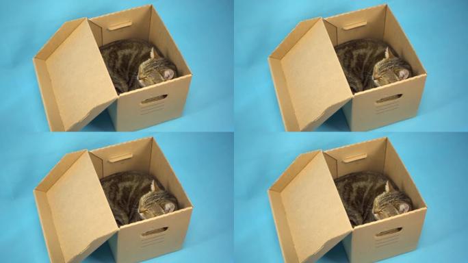 一只英国猫坐在一个打开的纸箱里睡觉。蓝色背景上有宠物的盒子。