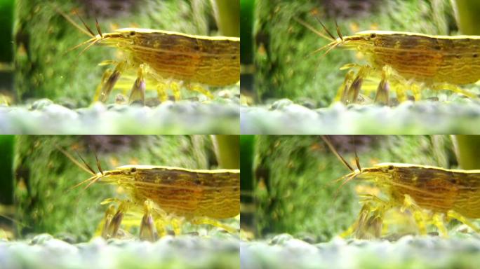 淡水竹虾的宏观拍摄。阿提亚提亚