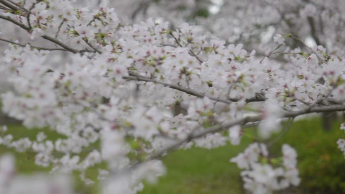 顾村公园樱花