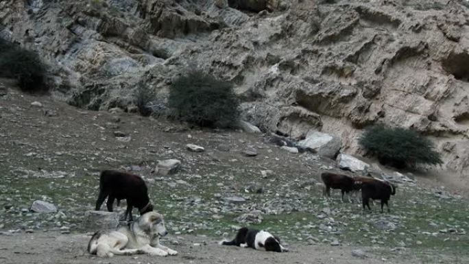 狗牧养一群牛。背景覆盖着森林的山脉