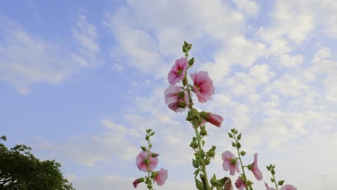 蜀葵和蓝天在风中摇曳