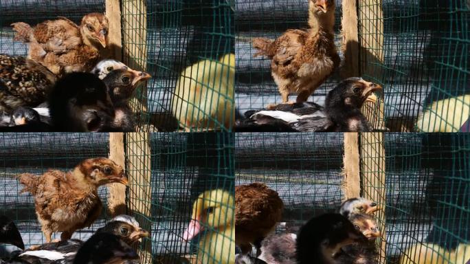 铁丝笼中的小鸡的镜头