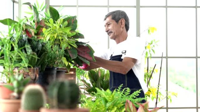快乐老人在家照顾室内植物。农业的概念。一个退休男人在家里做业余爱好