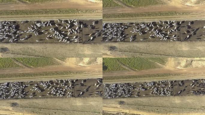 禁闭的畜牧场。总体规划中的场景。巴西的农场，7月的旱季。