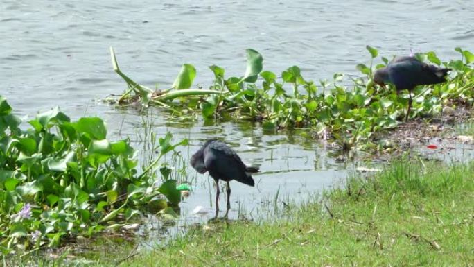 灰头天鹅鸟早上在沼泽、池塘里寻找食物。脊髓灰质炎卟啉。4K