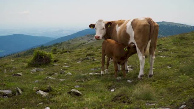 高山牛山脉有机牧场小牛吃奶奶牛饲养