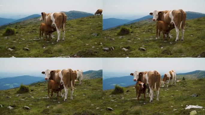 高山牛山脉有机牧场小牛吃奶奶牛饲养