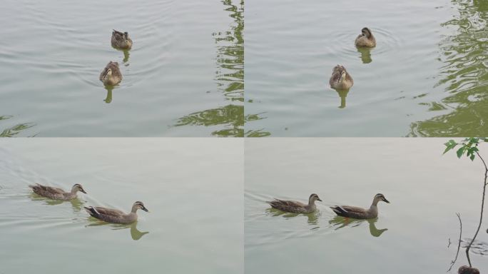 水中游动的鸭子4K