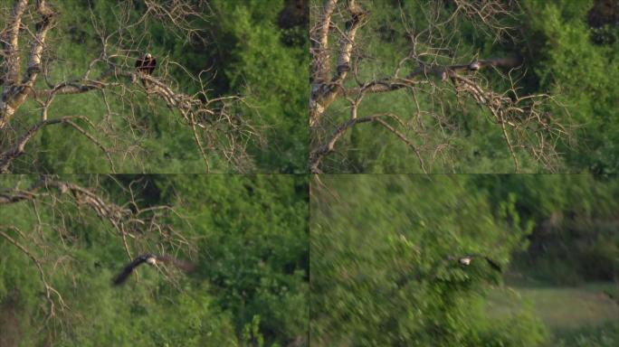 东方皇鹰是鹰科中的一种大型猛禽。它在草原和森林草原地带繁殖，居住在森林岛屿或独立高大的树木开放的空间