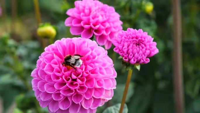 黑色和黄色的大黄蜂从大丽花中提取花蜜。
