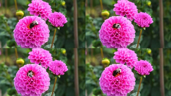 黑色和黄色的大黄蜂从大丽花中提取花蜜。
