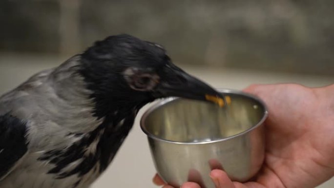 乌鸦从金属碗里在动物园里吃食物