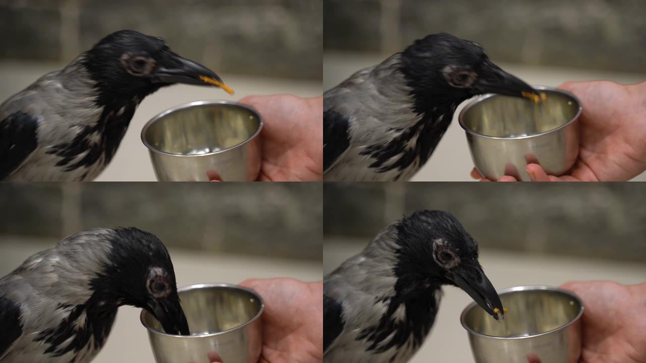 乌鸦从金属碗里在动物园里吃食物