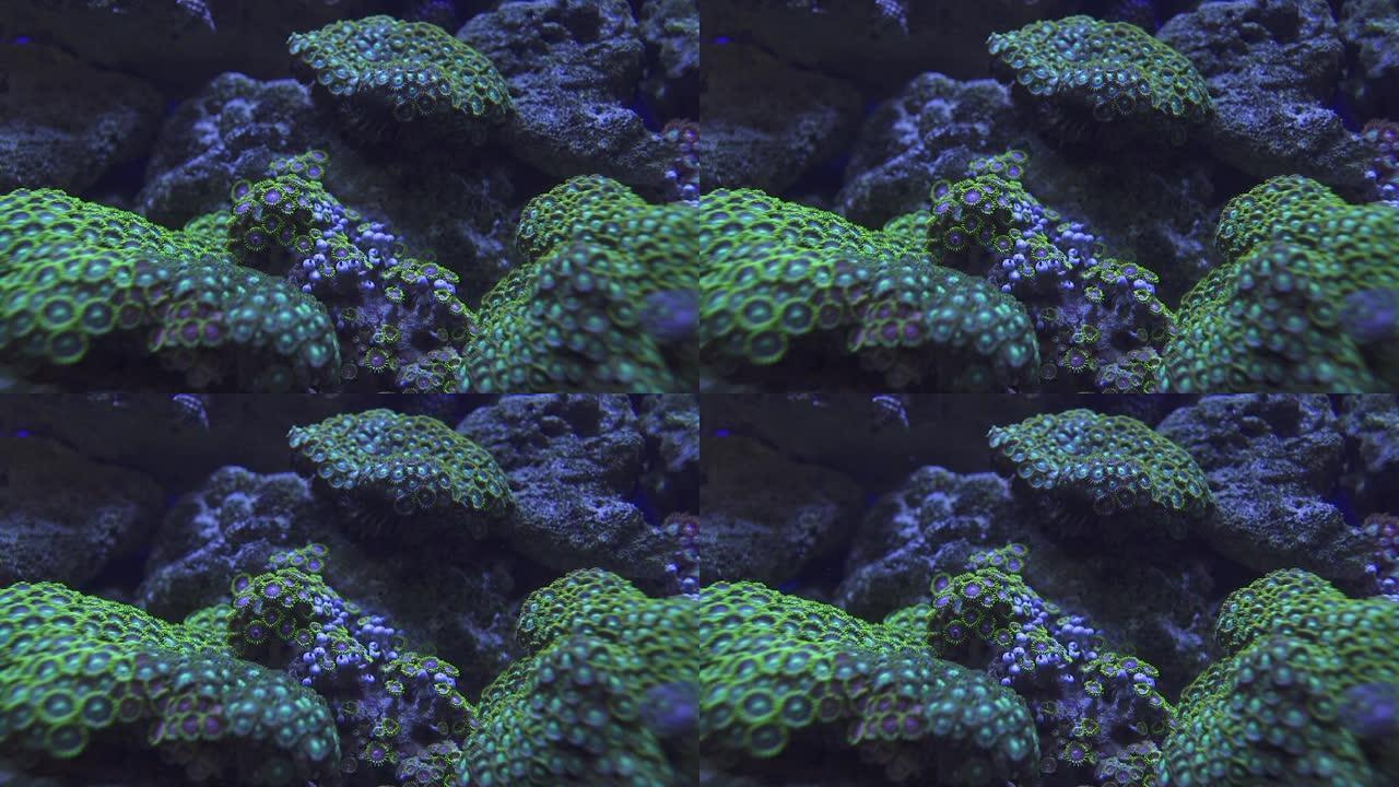 实时拍摄深海下健康和死亡的珊瑚