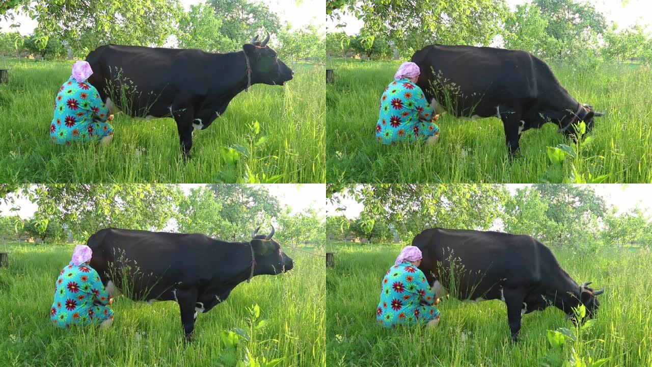 带头巾的挤奶农民妇女从奶牛中挤奶
