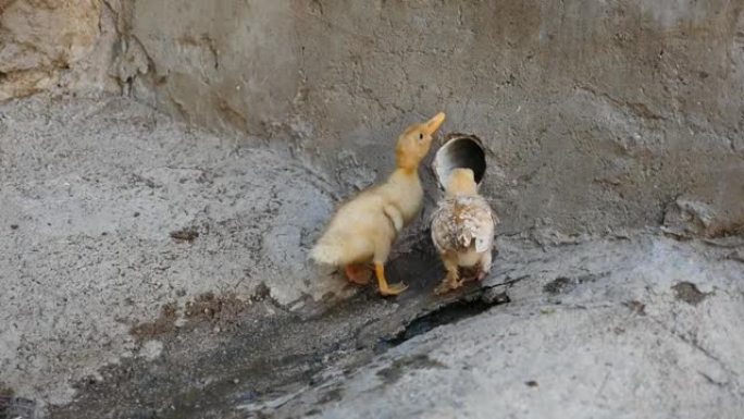 小鸭和鸡崽，动物的兄弟情谊，动物世界，