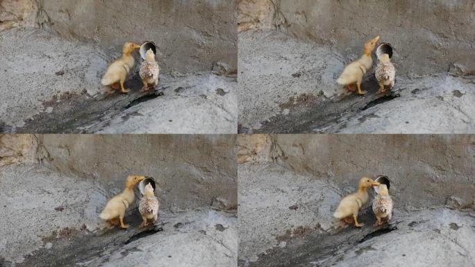 小鸭和鸡崽，动物的兄弟情谊，动物世界，