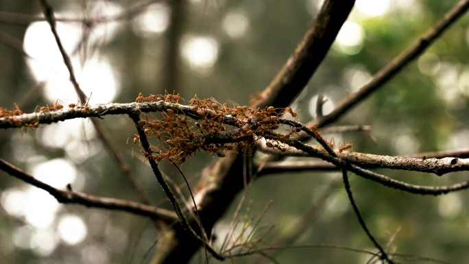 森林黄猄蚁