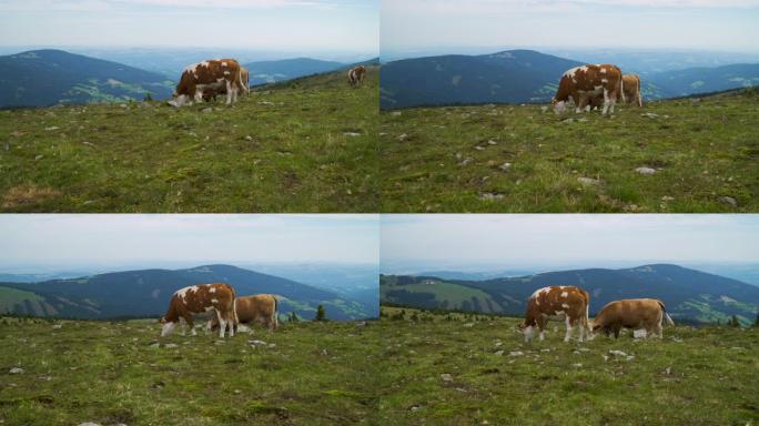 高山牛山脉天然有机畜牧业素材高原放牧