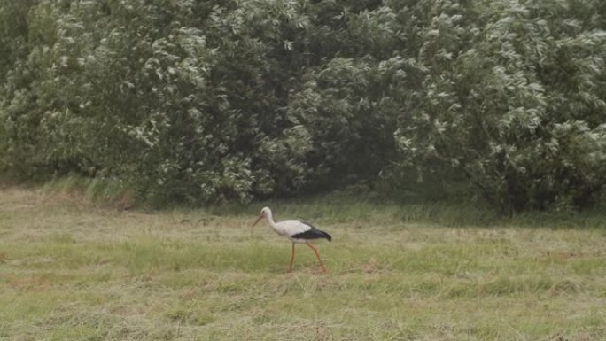 野鹳踩在绿草草坪上慢动作的全景。美丽的黑白鸟在乡村自然背景手持设备中平静地走在户外。动物保护。白俄罗