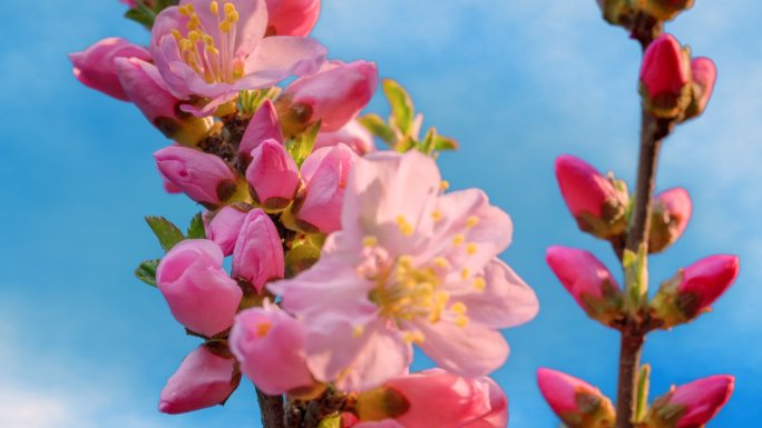 梅花 春天 春暖花开 怒放