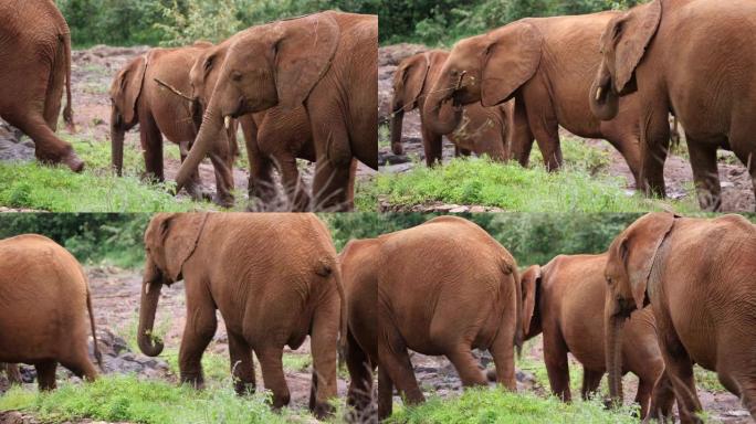 肯尼亚内罗毕国家公园的大象孤儿院