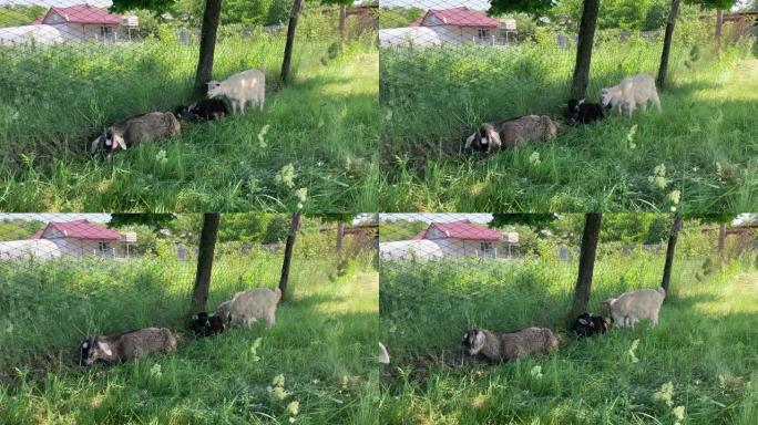 在绿色草地上吃草的小山羊。动物在户外吃绿草