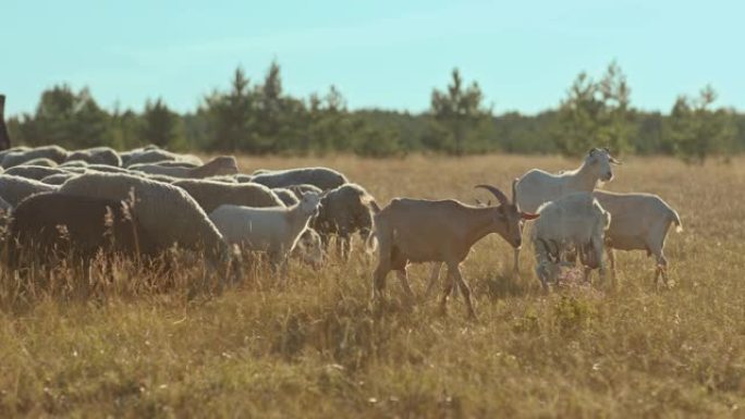 在牧场上放牧的牲畜。披着斗篷和帽子的牧羊人放牧一群羊。4k，10位，ProRes