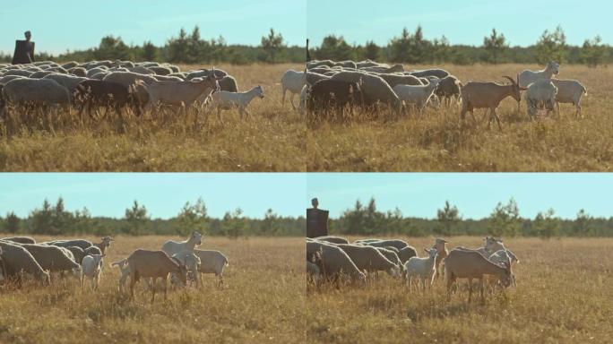 在牧场上放牧的牲畜。披着斗篷和帽子的牧羊人放牧一群羊。4k，10位，ProRes