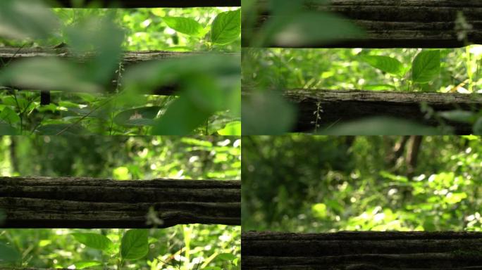 用隐藏在森林或树林中的旧风化木栅栏，在茂密的绿色茂密植物和树叶中平移镜头。