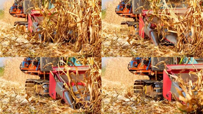 泰国农村地区的联合收割机成熟玉米