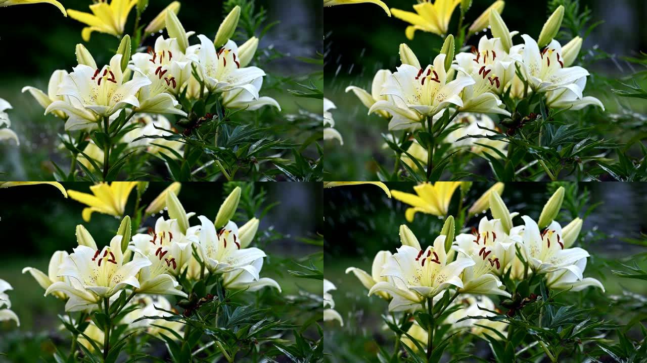 白色和黄色的百合花浇水