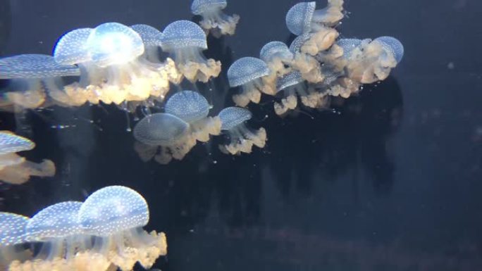 水族馆中的水母