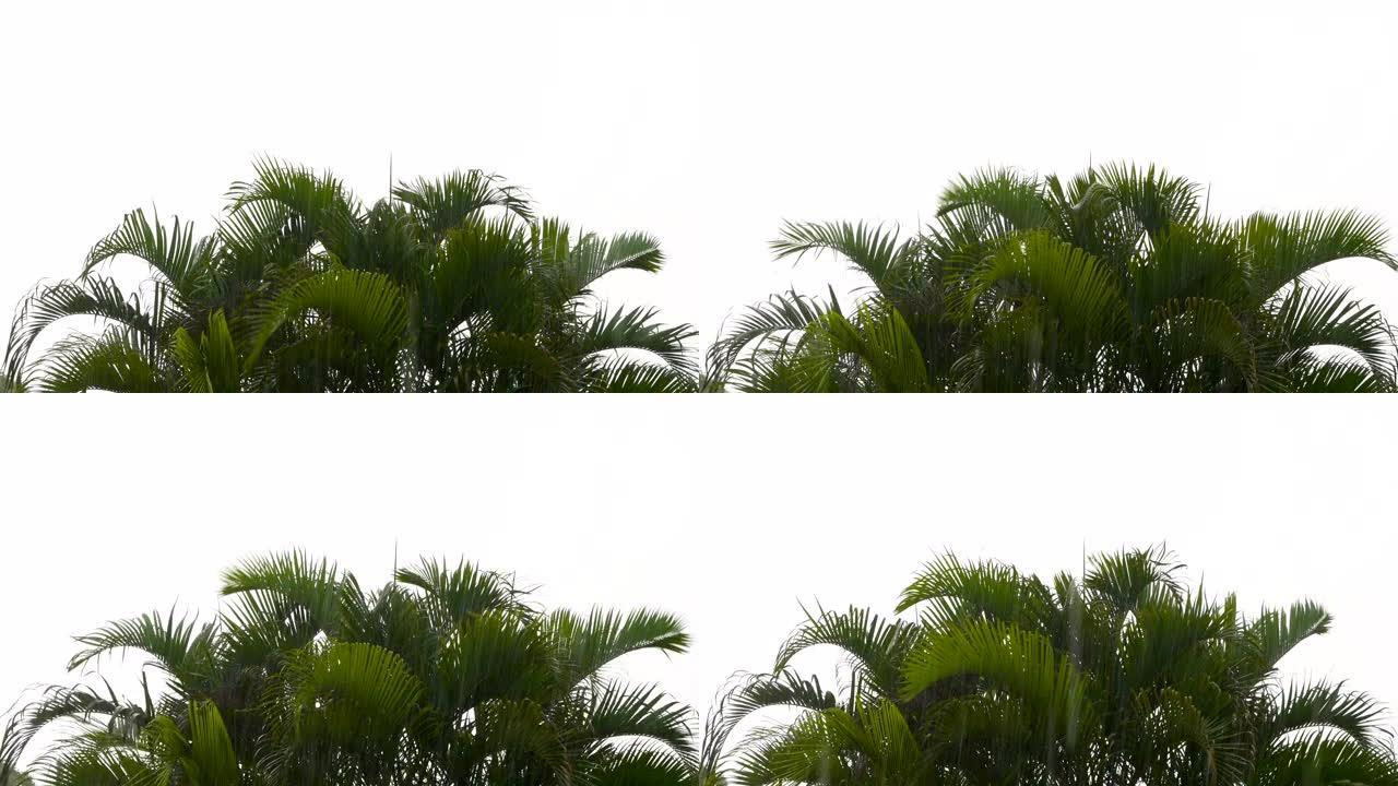 雨声飘落，棕榈叶在风中吹