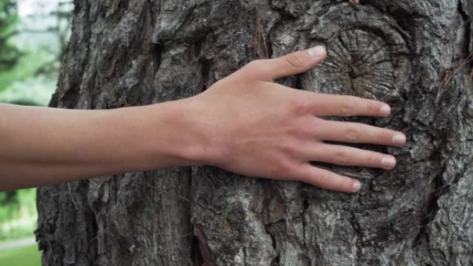 年轻人在夏季森林中触摸针叶树干的树皮。