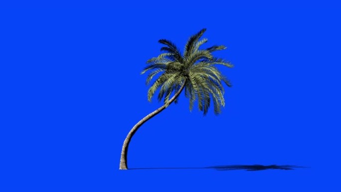 海滩棕榈树延时生长，蓝屏Chromakey