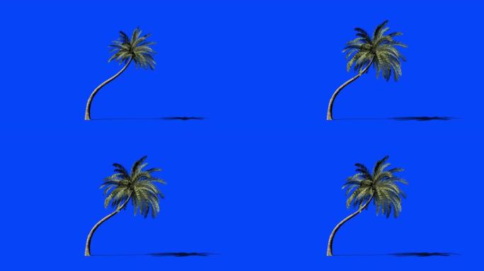 海滩棕榈树延时生长，蓝屏Chromakey