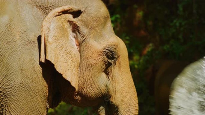 慢动作60 fps特写镜头，在柬埔寨Mondulkiri的丛林中给大象洗澡