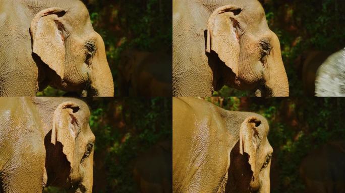 慢动作60 fps特写镜头，在柬埔寨Mondulkiri的丛林中给大象洗澡