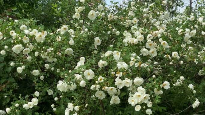 花园里的白色野玫瑰，从风中移动，4k视频