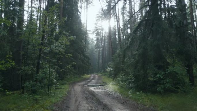雨中的森林之路。
