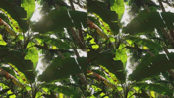 印度果阿。夏天晴天，背景高大的棕榈树和蓝天上的香蕉草大绿叶。底视图。广角
