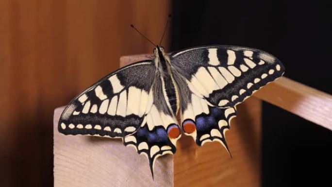 凤蝶 (Papilio machaon)，旧世界燕尾蝶张开翅膀坐在木头上