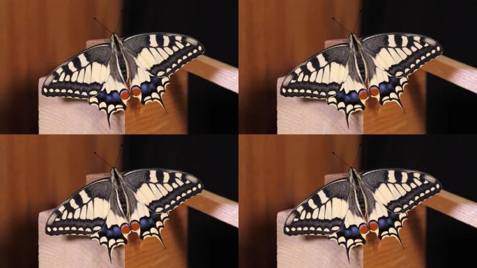 凤蝶 (Papilio machaon)，旧世界燕尾蝶张开翅膀坐在木头上