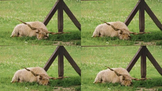 孤独的匈牙利拉卡羊躺在绿草上