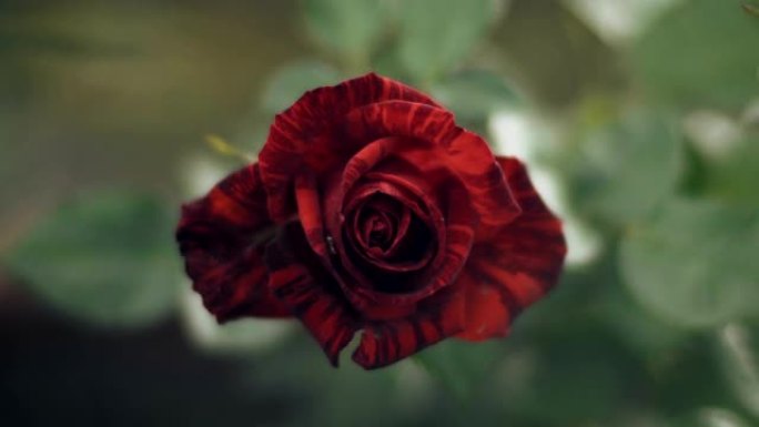 风中的美丽红玫瑰花卉爱情